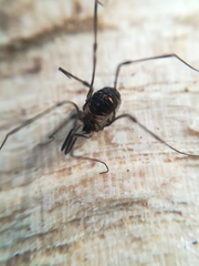 Mitostoma chrysomelas