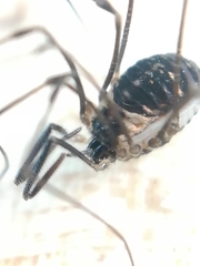 Mitostoma chrysomelas