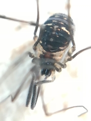 Mitostoma chrysomelas