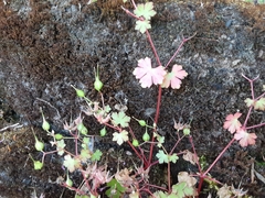 Geranium lucidum