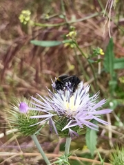 Bombus terrestris canariensis