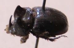 Orphnus cribratellus