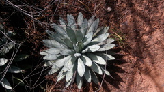 Agave macroacantha