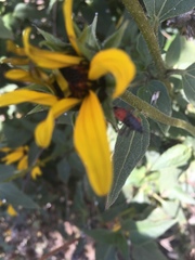 Lygaeus kalmii angustomarginatus
