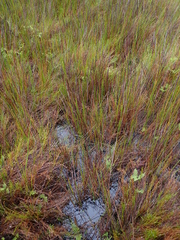 Machaerina teretifolia