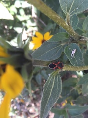 Lygaeus kalmii angustomarginatus