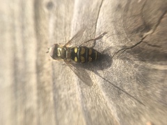 Metasyrphus