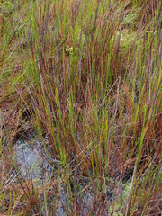 Machaerina teretifolia