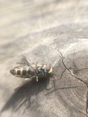 Metasyrphus