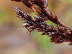 Machaerina teretifolia