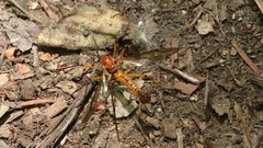 Tanyptera