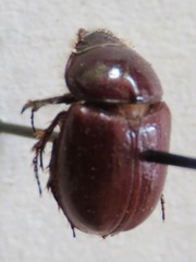 Orphnus cribratellus