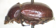 Orphnus cribratellus