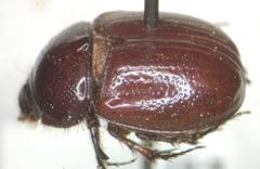 Orphnus cribratellus