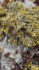 Pelvetiopsis limitata