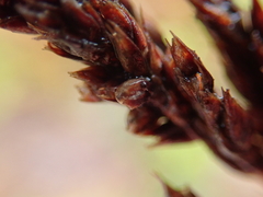 Machaerina teretifolia