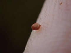 Machaerina teretifolia