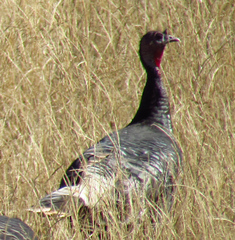 Meleagris gallopavo merriami