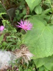 Cirsium mexicanum
