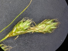 Carex foenea