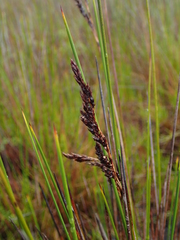 Machaerina teretifolia