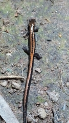 Chioglossa lusitanica