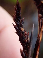 Machaerina teretifolia