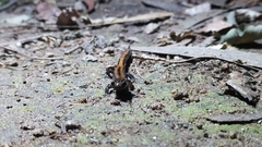 Chioglossa lusitanica
