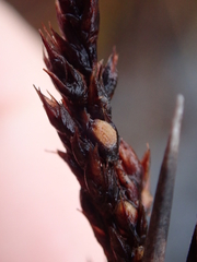 Machaerina teretifolia