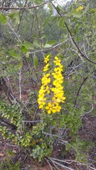 Echinopterys eglandulosa