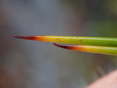 Machaerina teretifolia