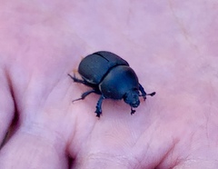 Geotrupes opacus