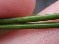Machaerina teretifolia