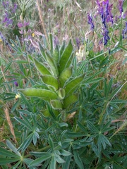 Lupinus gredensis