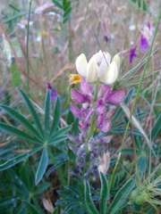 Lupinus gredensis