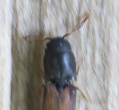 Isorhipis