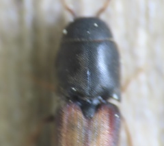 Isorhipis