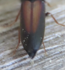 Isorhipis