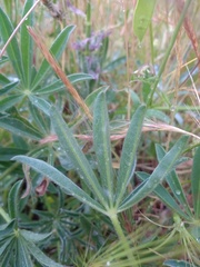 Lupinus gredensis