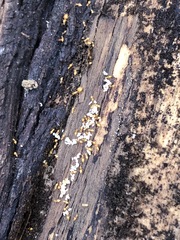 Crematogaster minutissima