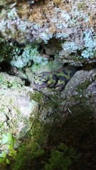 Triturus marmoratus
