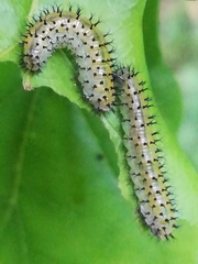 Periclista lineolata