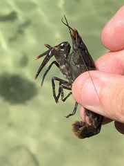 Procambarus suttkusi