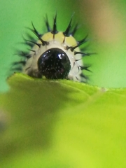 Periclista lineolata