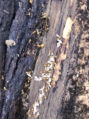 Crematogaster minutissima