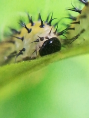 Periclista lineolata