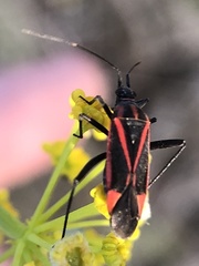 Hadrodemus