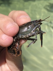 Procambarus suttkusi