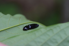 Melanactes