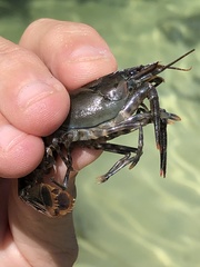 Procambarus suttkusi